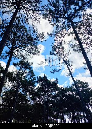 Blick nach oben auf hohe Kiefern mit hellblauem Himmel und weißen Wolken in einer friedlichen Waldumgebung bei Tageslicht Stockfoto