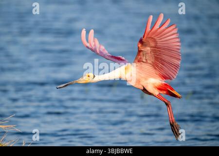 Rosenlöffelschnabel (Platalea ajaja) im Flug, landebeginnend, Florida, USA, von Dominique Braud/Dembinsky Photo Assoc Stockfoto