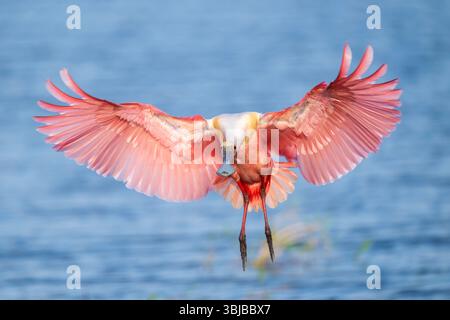 Rosenlöffelschnabel (Platalea ajaja) im Flug, landebeginnend, Florida, USA, von Dominique Braud/Dembinsky Photo Assoc Stockfoto