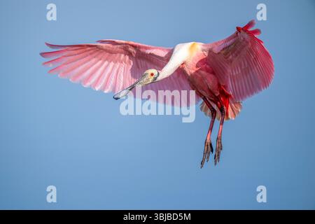 Rosenlöffelschnabel (Platalea ajaja), kurz vor der Landung, im Flug, von Dominique Braud/Dembinsky Photo Assoc Stockfoto