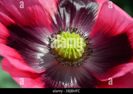 Makrofoto einer leuchtend rosa und dunkelvioletten Opiummohn (Papaver somniferum) Blüte in voller Blüte, mit detaillierten Blütenblättern und Staubblättern. Stockfoto