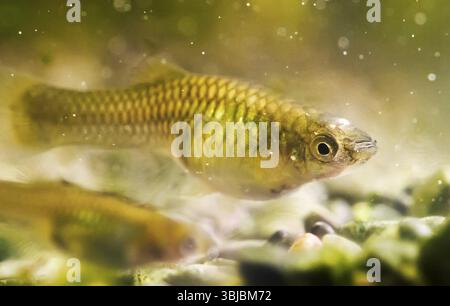 Weibliches Guppy endler im Süßwasseraquarium. Poecilia reticulata Stockfoto
