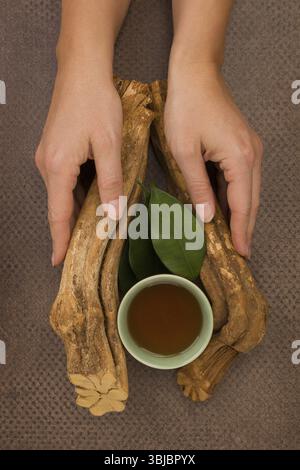 Ayahuasca trinken. Banisteriopsis caapi-Holz, Psychotrienblätter und Ayahuasca-Sud und -Schüssel in Frauenhänden Stockfoto
