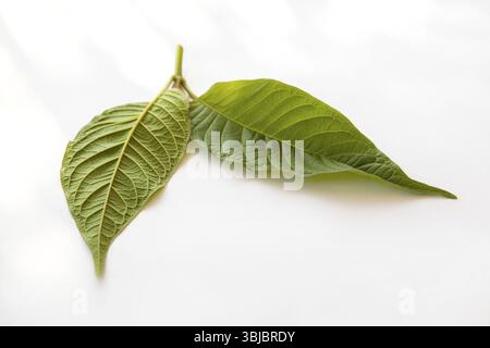 Kratom verlässt sich auf weißem Hintergrund. Natürliche Heilkräuter Stockfoto
