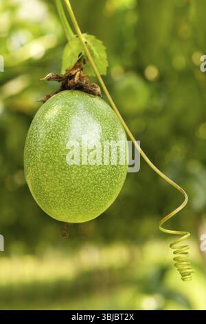Reife Passionsfrucht hängt am Baum Stockfoto