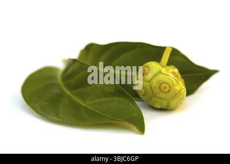 Tropische Noni-Frucht mit Blättern auf weißem Hintergrund. Immunitätsverstärker. Antioxidans Stockfoto