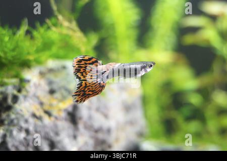 Guppys im Süßwasseraquarium. Poecilia reticulata Stockfoto
