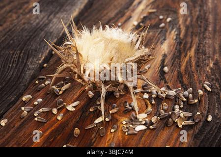 Getrocknete Milch-Thistle-Blüte mit Samen auf Holztisch. Arzneipflanze silybum marianum Stockfoto
