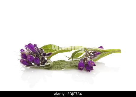 Gesunde Beinwell-Blume mit Blättern, Symphytum officinale. Beinwell isoliert auf weißem Hintergrund Stockfoto