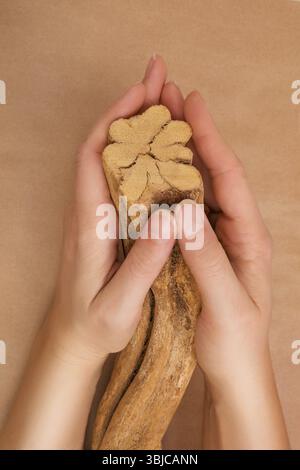 Ayahuasca banisteriopsis caapi Holz in weibliche Hände. Traditionelle psychedelic visionery Brauen. Entheogen Stockfoto