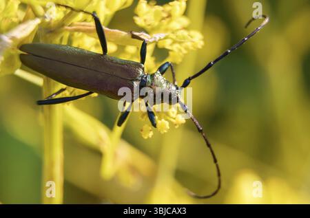 Makroaufnahme des Muskenkäfers. Aromia moschata Stockfoto