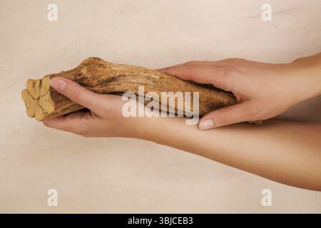 Ayahuasca banisteriopsis caapi Holz in weibliche Hände. Traditionelle psychedelic visionery Brauen. Entheogen Stockfoto