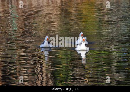 Drei wunderschöne Gänse schwimmen in der Lagune Stockfoto
