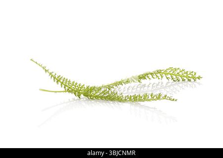 Häufige Schafgarbe, isoliert auf weißem Hintergrund. Achillea millefolium, Heilpflanze Stockfoto