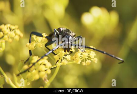 Makroaufnahme des Muskenkäfers. Aromia moschata Stockfoto