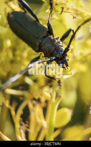 Makroaufnahme des Muskenkäfers. Aromia moschata Stockfoto
