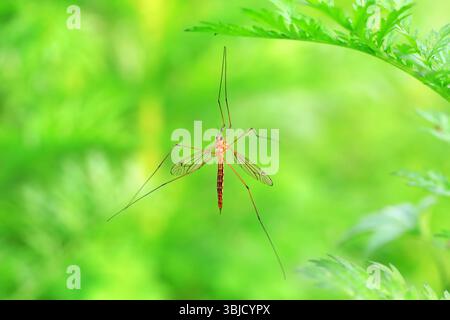 Große Mücke lebt auf Unkrautscheiben auf Unkraut Stockfoto