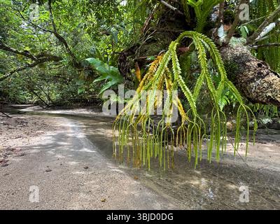 Primitiver Quastenfarn (Phlegmariurus sp?) Wächst auf einem Zweig, wo der Bach den Strand überquert, Tetepare Island, Western Province, Salomon Islands Stockfoto