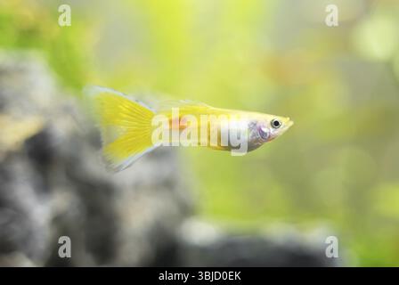 Guppy im Süßwasser-Aquarium. Poecilia reticulata Stockfoto