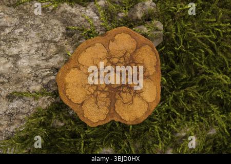 Banisteriopsis caapi, Ayahuasca-Holzquerschnitt auf Moosstein in der Natur Stockfoto