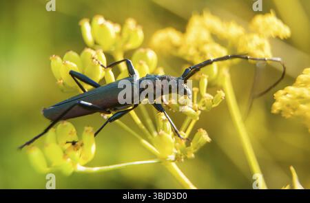 Makroaufnahme des Muskenkäfers. Aromia moschata Stockfoto