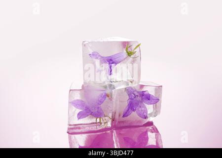 Feminine Schönheit. Blume gefroren in Eiswürfeln isoliert auf rosafarbenem Hintergrund. Romantik und Liebeskonzept Stockfoto
