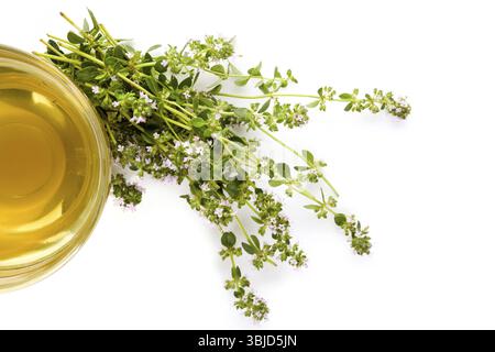 Wildes Thymiankraut und Tee isoliert auf weißem Hintergrund. Naturmedizin Stockfoto