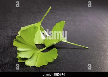 Ginkgo geht isoliert auf schwarzem Hintergrund. Alternative Medizin, traditionelle Naturheilkunde Stockfoto
