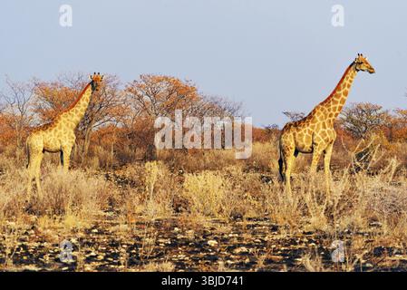 Afrikanische Giraffen im Etosha-Nationalpark in Namibia Stockfoto