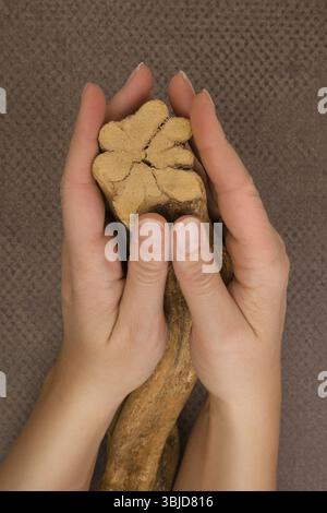 Ayahuasca banisteriopsis caapi Holz in weibliche Hände. Traditionelle psychedelic visionery Brauen. Entheogen Stockfoto