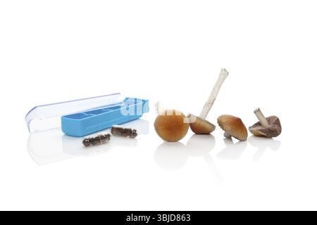 Frische Pilze, getrocknete Pilze in Gel-Kapseln und Pille Veranstalter isoliert auf weißem Hintergrund. Psilocybin magischen Mushorrms. Alternative Medizin Stockfoto