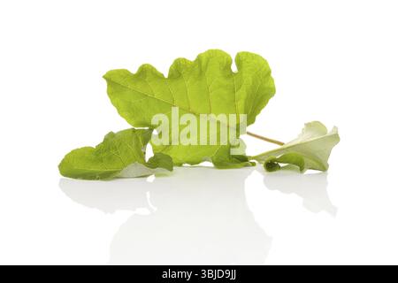 Gesunde größere Klette Blätter isoliert auf weißem Hintergrund. Alternative pflanzliche Medizin Stockfoto