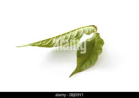 Kratom verlässt sich auf weißem Hintergrund. Natürliche Heilkräuter Stockfoto
