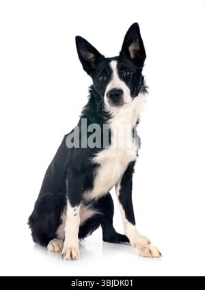 Welpen Border Collie vor weißem Hintergrund Stockfoto