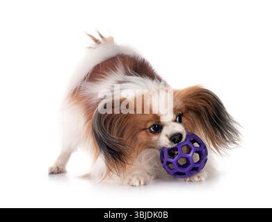 Papillon Hund vor weißem Hintergrund Stockfoto