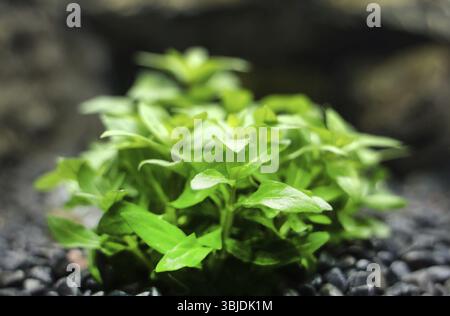 Nahaufnahme der Süßwasser-Anlage. Limnophila sessiliflora" - Ambulia Stockfoto