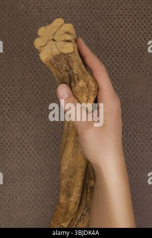 Ayahuasca banisteriopsis caapi Holz in weibliche Hände. Traditionelle psychedelic visionery Brauen. Entheogen Stockfoto