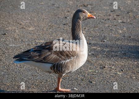 Porträt einer Greylag Goose, die auf einem Bein an der Themse bei Iffley Lock steht. Sicher ist, dass sie immer wachsam sind, selbst wenn appar ist Stockfoto