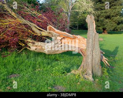 Zerschlissener Baum an der Themse in Abingdon, Oxfordshire, England. Zuerst fiel ein großer Zweig von diesem unglücklichen Exemplar, dann, einige Wochen später, der wh Stockfoto