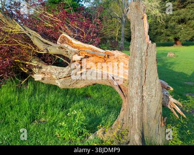 Zerschlissener Baum an der Themse in Abingdon, Oxfordshire, England. Zuerst fiel ein großer Zweig von diesem unglücklichen Exemplar, dann, einige Wochen später, der wh Stockfoto