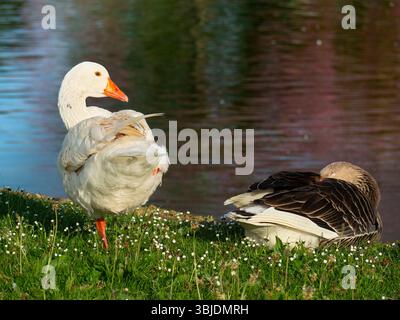Dieses hübsche Paar Gänse - ein Emden und ein Greylag - chillt am Ufer der Themse bei Abingdon. Obwohl beide Arten ihren Ursprung haben Stockfoto