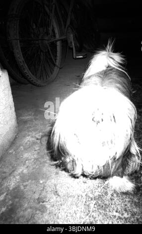 China Pekingese/Shih Tzu Dog Ende der 2000er Jahre – Flash-beleuchteter Innenhofschnappschuss Stockfoto
