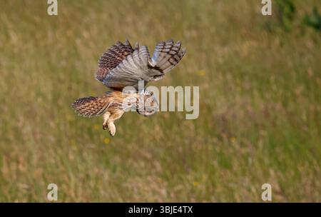 Langohrige Eulen jagen auf der Wiese Stockfoto