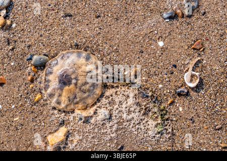 Eine Qualle, die am Ostufer der Wash bei Snettisham in Norfolk angespült wurde. Stockfoto