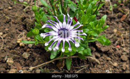 Das afrikanische Daisy Osteospermum Whirligig verfügt über eine einzelne markante, lavendelweiße Blüte mit einzigartigen löffelförmigen Blütenblättern und einem dunkelvioletten Zentrum, das wächst Stockfoto