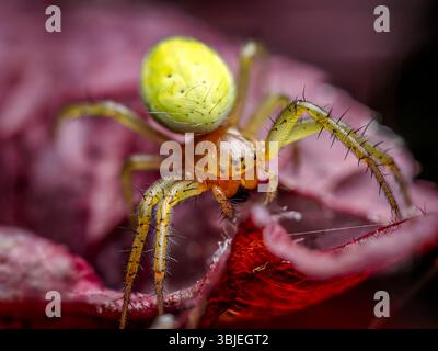 Nahaufnahme einer grünen Gurkenspinne auf einem leuchtend roten Blatt mit komplizierten Details und Texturen Stockfoto