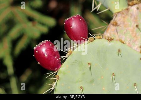 Der Kaktuskaktus Opuntia zeigt flache grüne Pads mit Stacheln und zwei Reifen, tiefroten Früchten, die im Sonnenlicht mit einer verschwommenen Natur wachsen Stockfoto