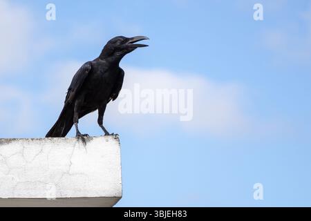 Die Krähe steht auf der Dachmauer vor blauem Himmel. Intelligenter Vogel, intelligentes Tier, Tierfotografie, Natur. Stockfoto