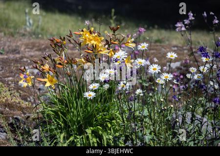 Blumenwiese in voller Blüte mit Gänseblümchen, Kolumbinen und gelben Lilien Stockfoto