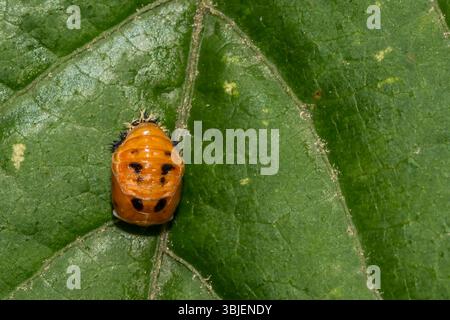Asiatische Käfer-Puppe - Harmonia axyridis Stockfoto